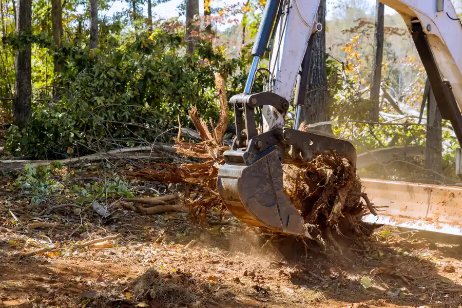 Excellent Stump Removal Los Angeles CA Excellent Stump Removal Los Angeles CA