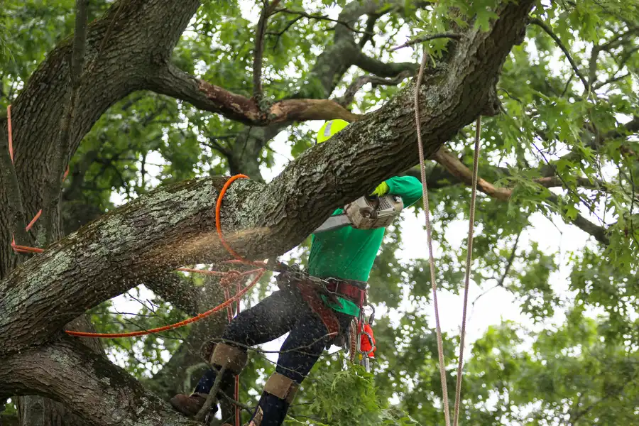Premium Tree Care Los Angeles CA