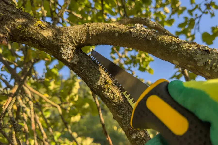 Professional Tree Trimming Service Los Angeles CA Professional Tree Trimming Service Los Angeles CA