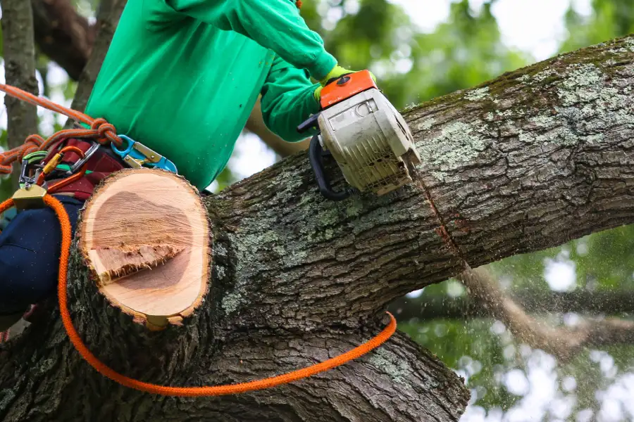 Superior Tree Trimming Service Los Angeles CA Superior Tree Trimming Service Los Angeles CA
